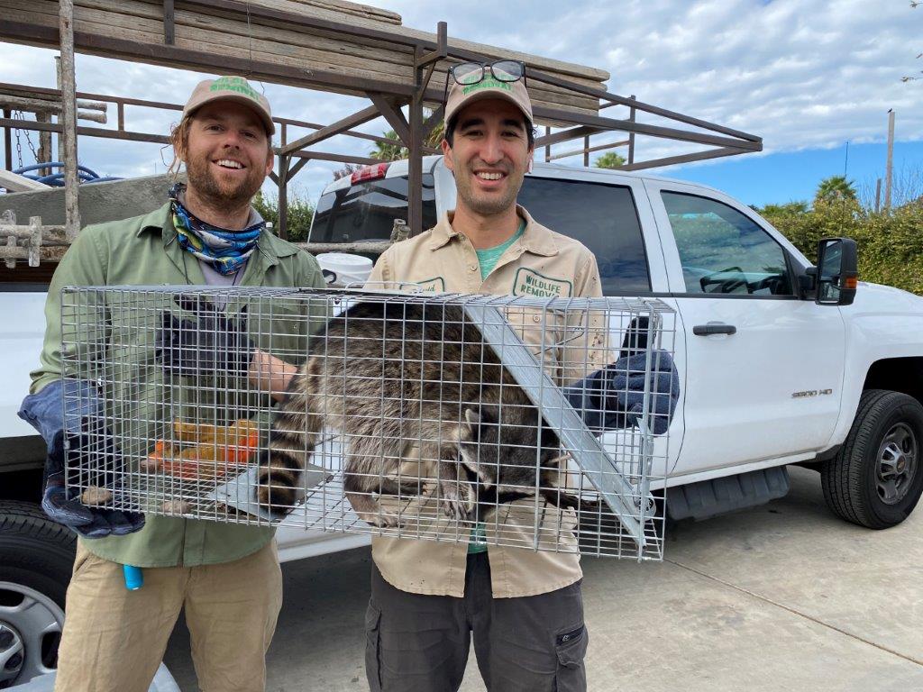 Charlottesville raccoon trapping